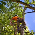 The Benefits of Regular Tree Trimming for Property Owners
